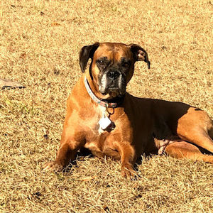 Meet your Posher, Dawn